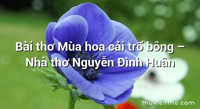Bài thơ Mùa hoa cải trổ bông – Nhà thơ Nguyễn Đình Huân