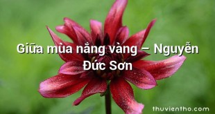 Giữa mùa nắng vàng  –  Nguyễn Đức Sơn