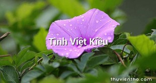 Tình Việt Kiều