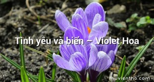 Tình yêu và biển – Violet Hoa