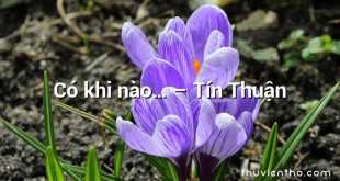 Có khi nào… – Tín Thuận