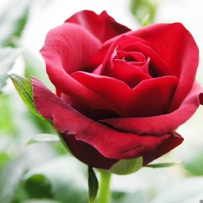 top 12 bai tho hay ve hoa hong 7 - Top 12 Bài thơ hay về hoa hồng